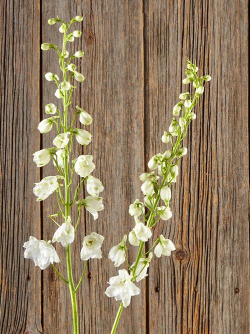 CANDLE  WHITE DELPHINIUM